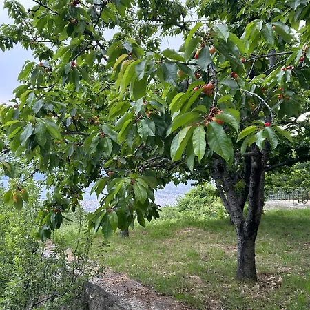 Feriehus Apple House Portariá